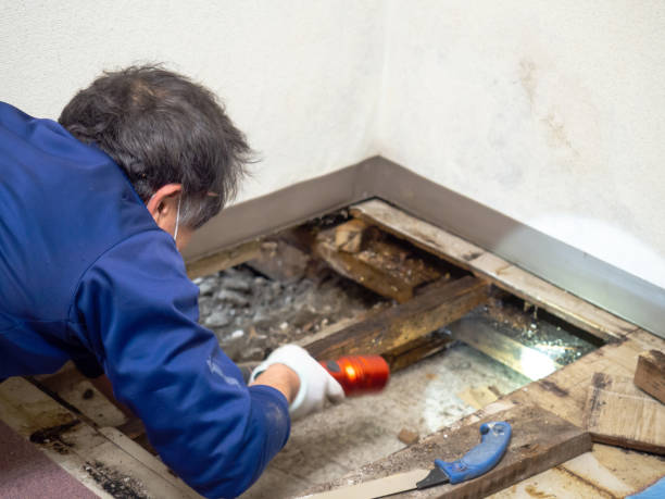 Best Mold Testing  in Trenton, GA
