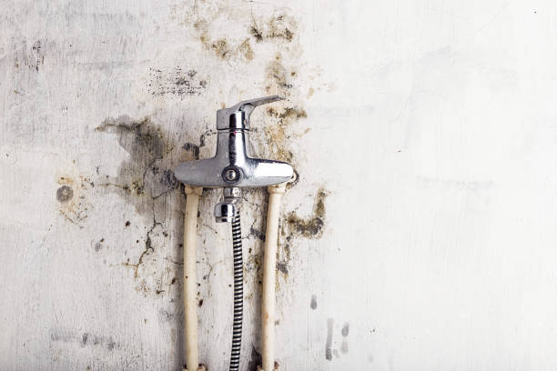 Best Residential Mold Removal  in Trenton, GA