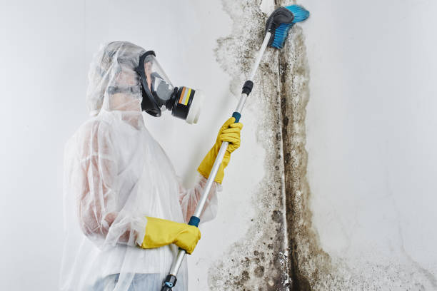 Best Home Mold Removal  in Trenton, GA