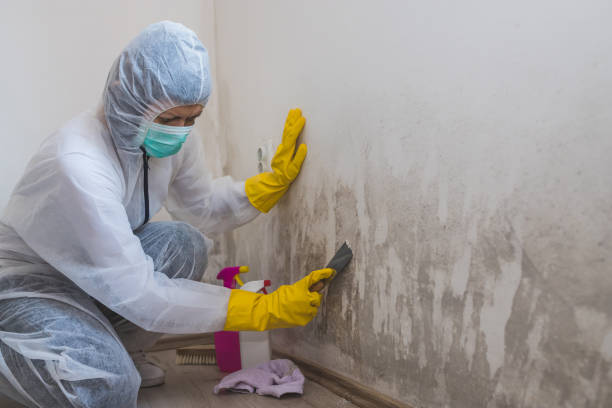 Best Home Mold Removal  in Trenton, GA
