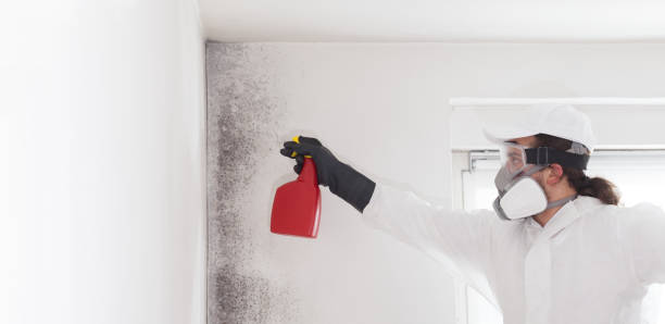 Best Mold Remediation  in Trenton, GA