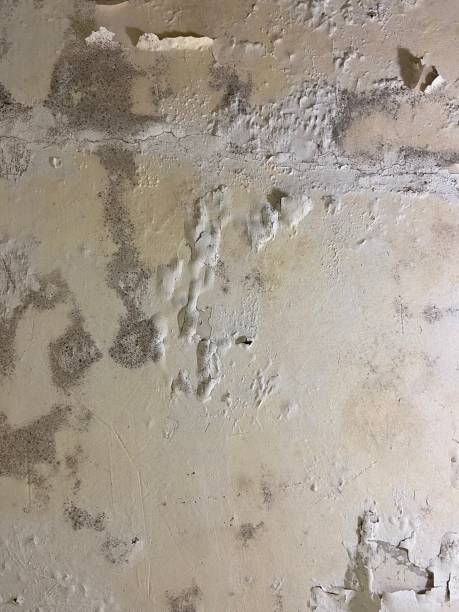 Best Attic Mold Removal  in Trenton, GA