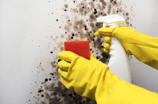 Best Local Mold Removal Service  in Trenton, GA