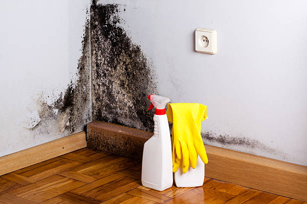 Best Professional Mold Removal  in Trenton, GA