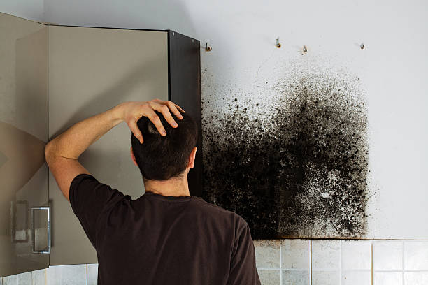 Best Mold Removal Company Near Me  in Trenton, GA