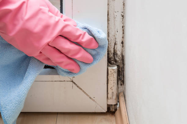 Best Toxic Mold Removal  in Trenton, GA
