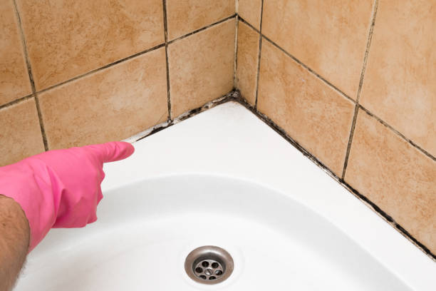Best Local Mold Removal Service  in Trenton, GA